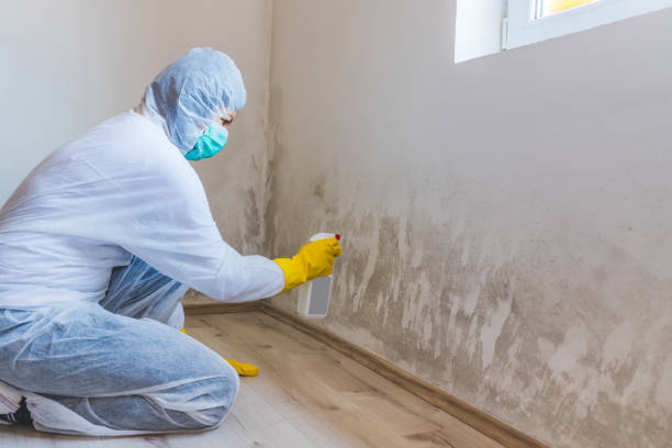 Licensed Attic Mold Removal service in Reading, MI - WQB Mold Removal