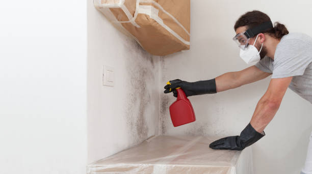 Professional Attic Mold Removal technician working in Reading, MI