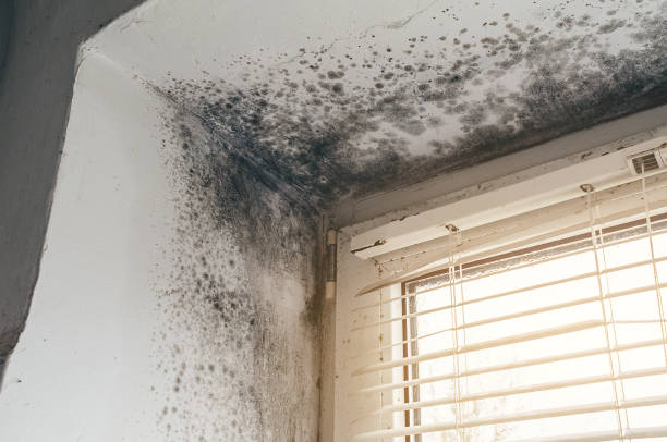 Affordable Attic Mold Removal solutions in Reading, MI