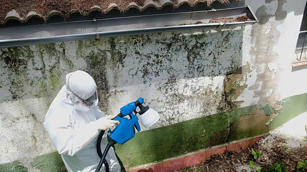 Top rated local Attic Mold Removal specialists in Reading, MI